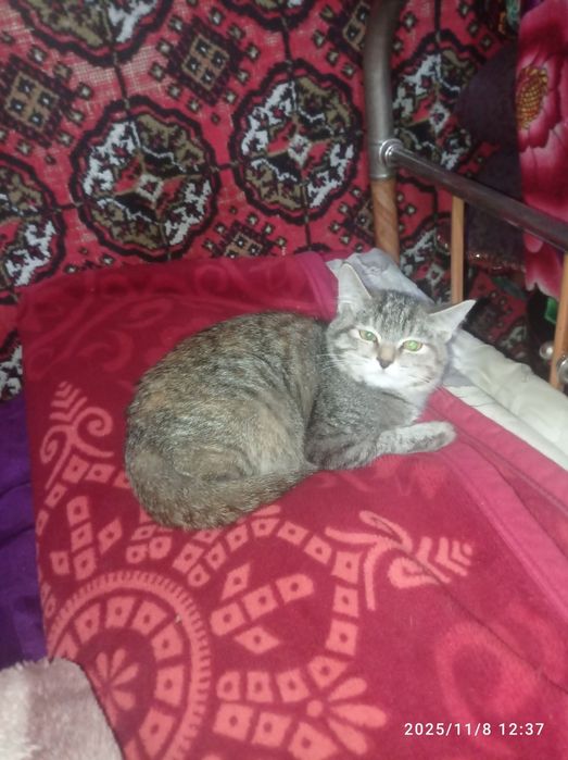 Мушук хадя ургочи