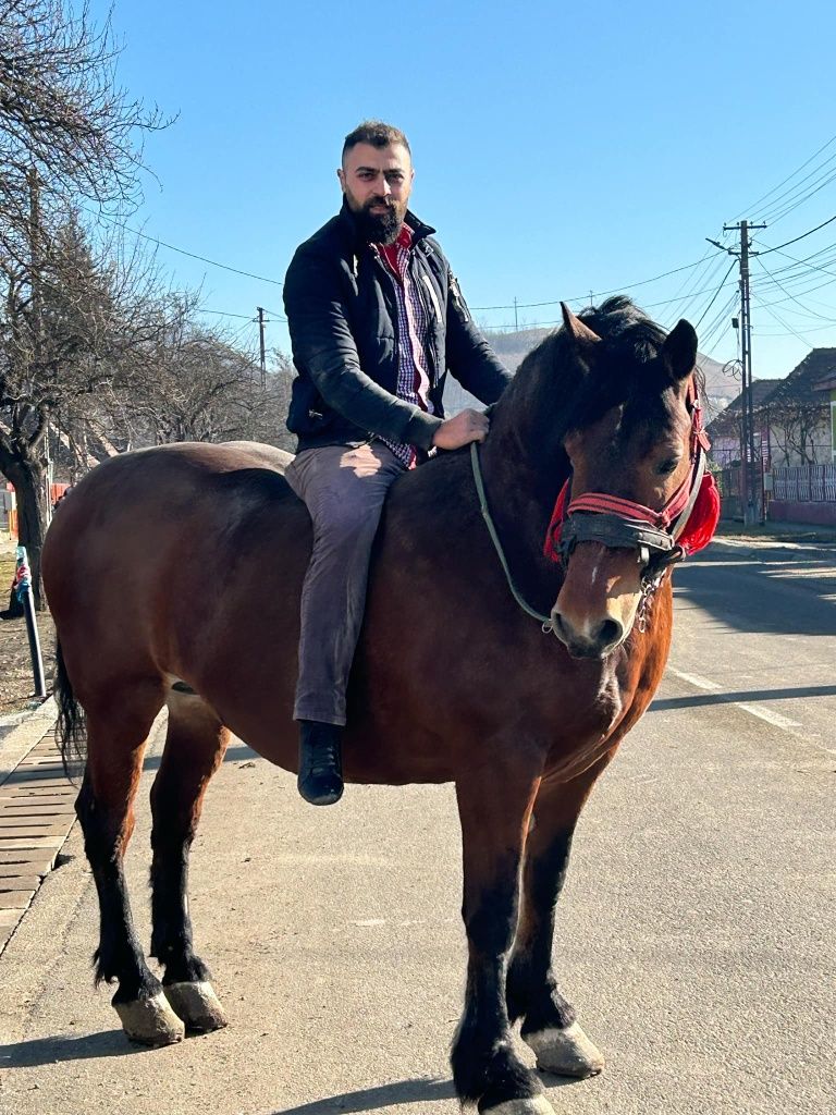 Vând iapa în vârstă de 7 ani