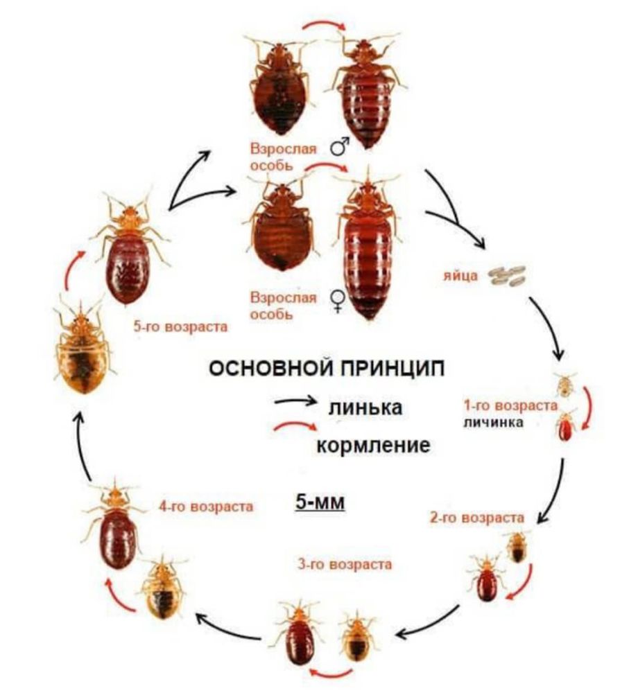 Дезинфекция