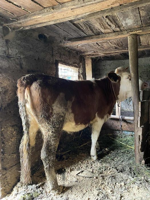 vând vițică 
este gestanta in doua luni(monta)
preț 7500 de lei
preț u