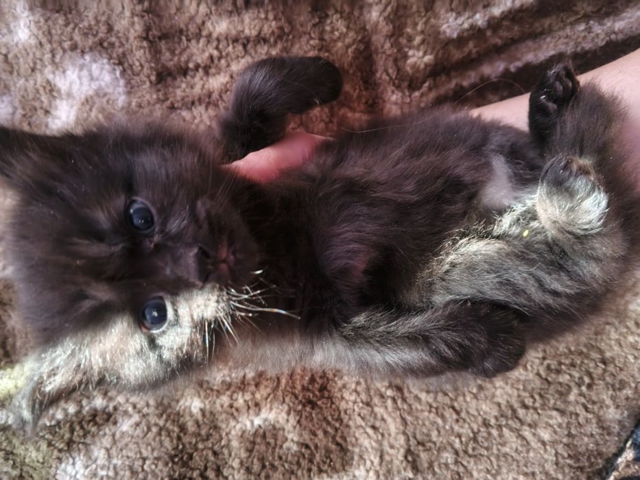 Отдам даром котят,папа сибиряк мама домохозяйка