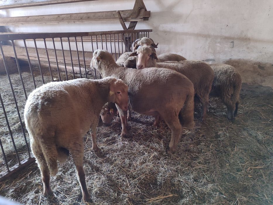 Berbeci + oi tigaie ruginie cu certificat de origine.