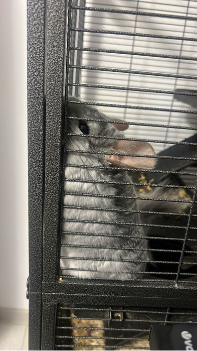 Chinchilla Diamond Blue