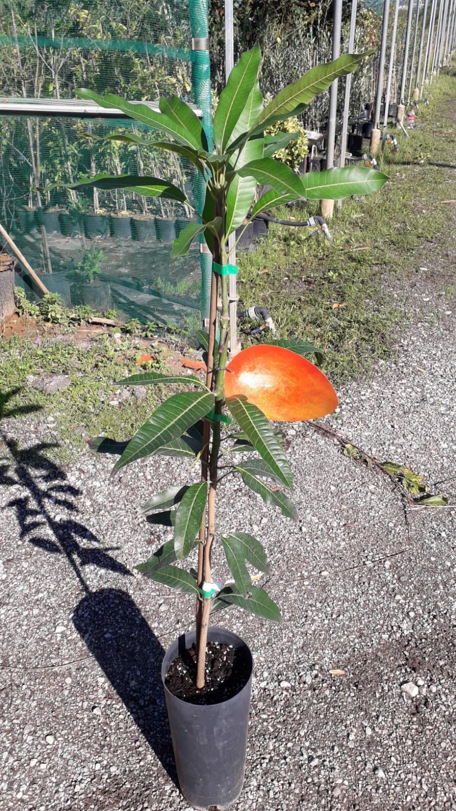 Pomi de mando avocado feijoa cherimoya exotice