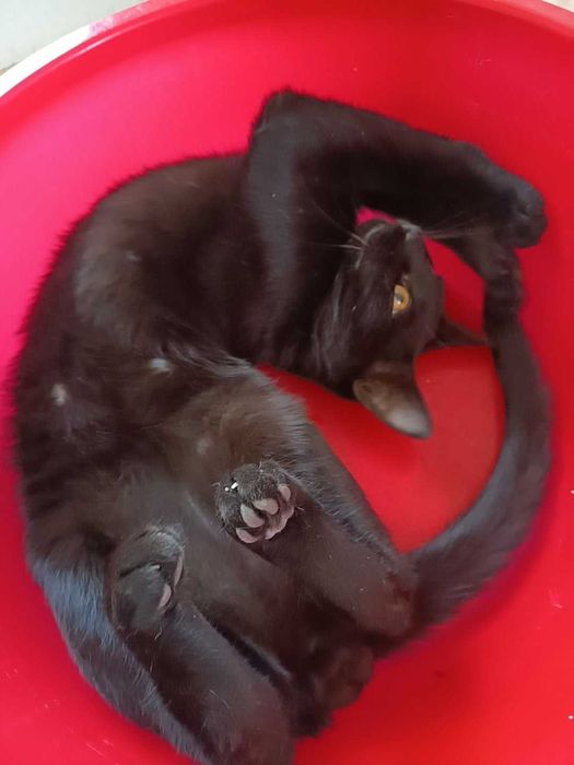 Spre adopție trei motani