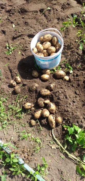 Картофель дачный