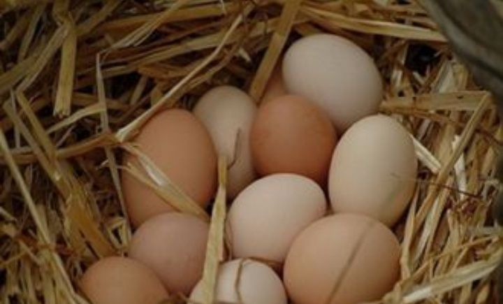 Продам домашние куриные яйца