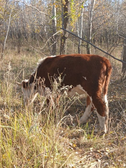 Құнажын қашар.тёлачк