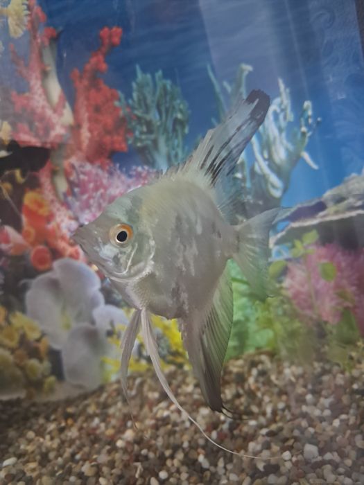 Скалярия 1 дона  6 см  платинум