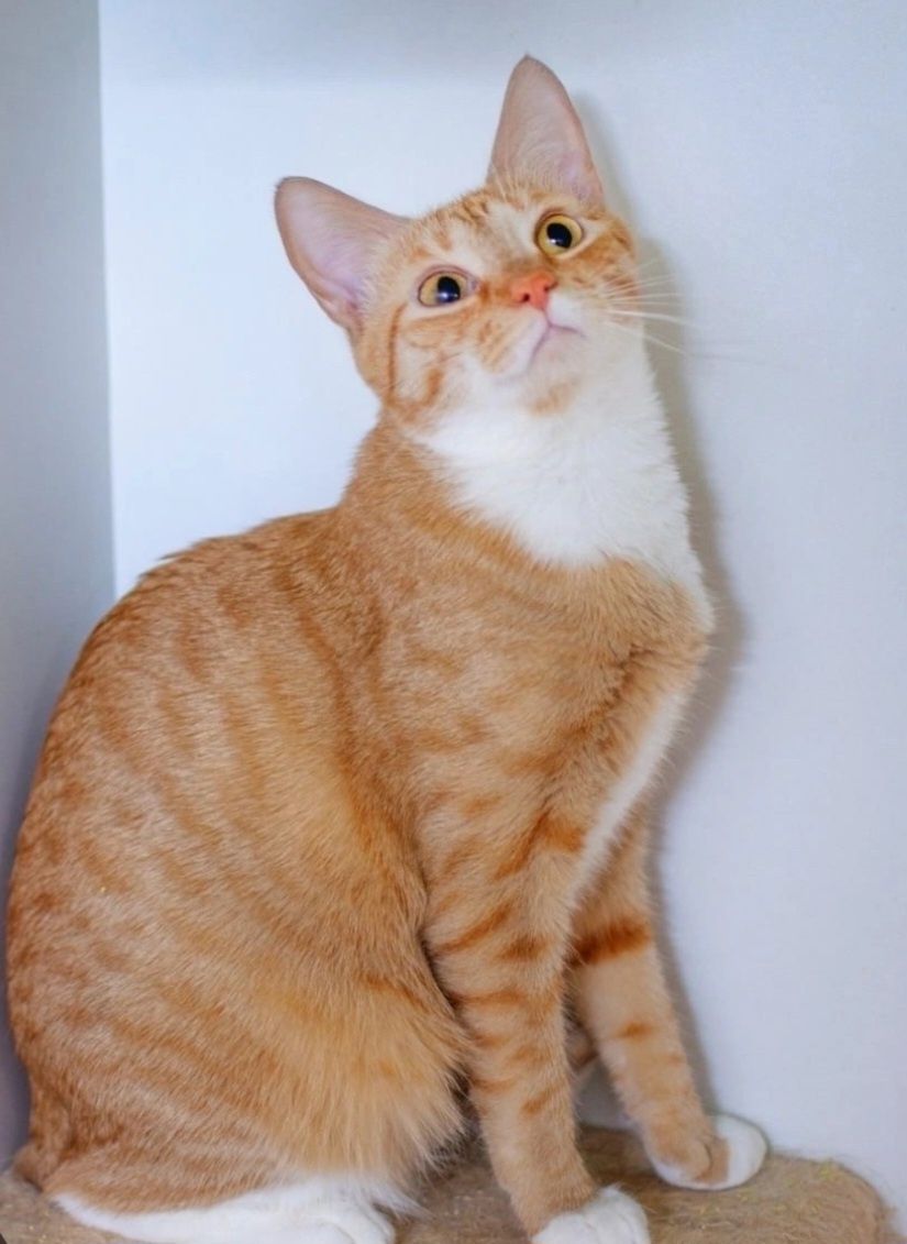 Передержка кошек и котов