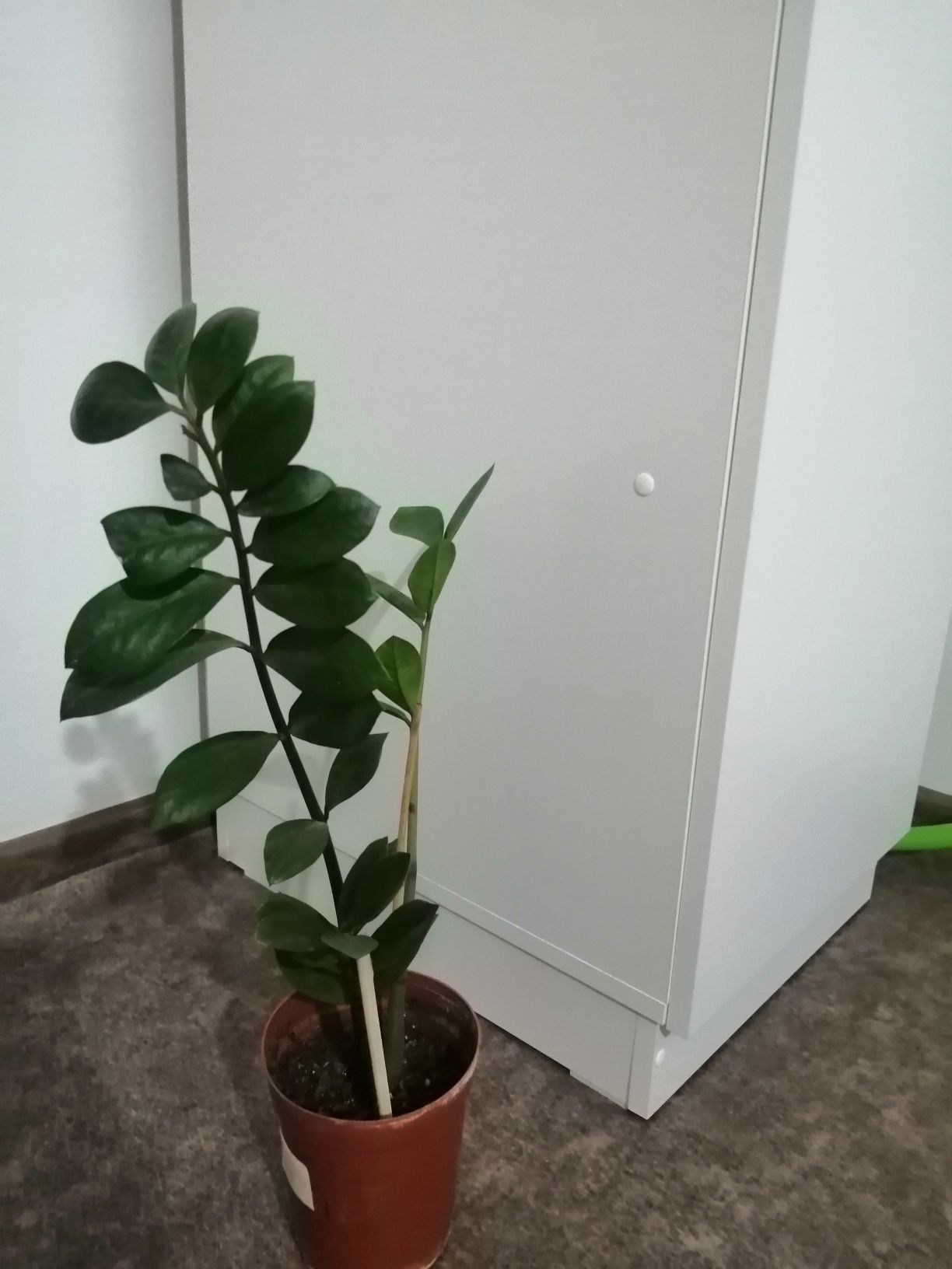 Продам цветы и стойку
