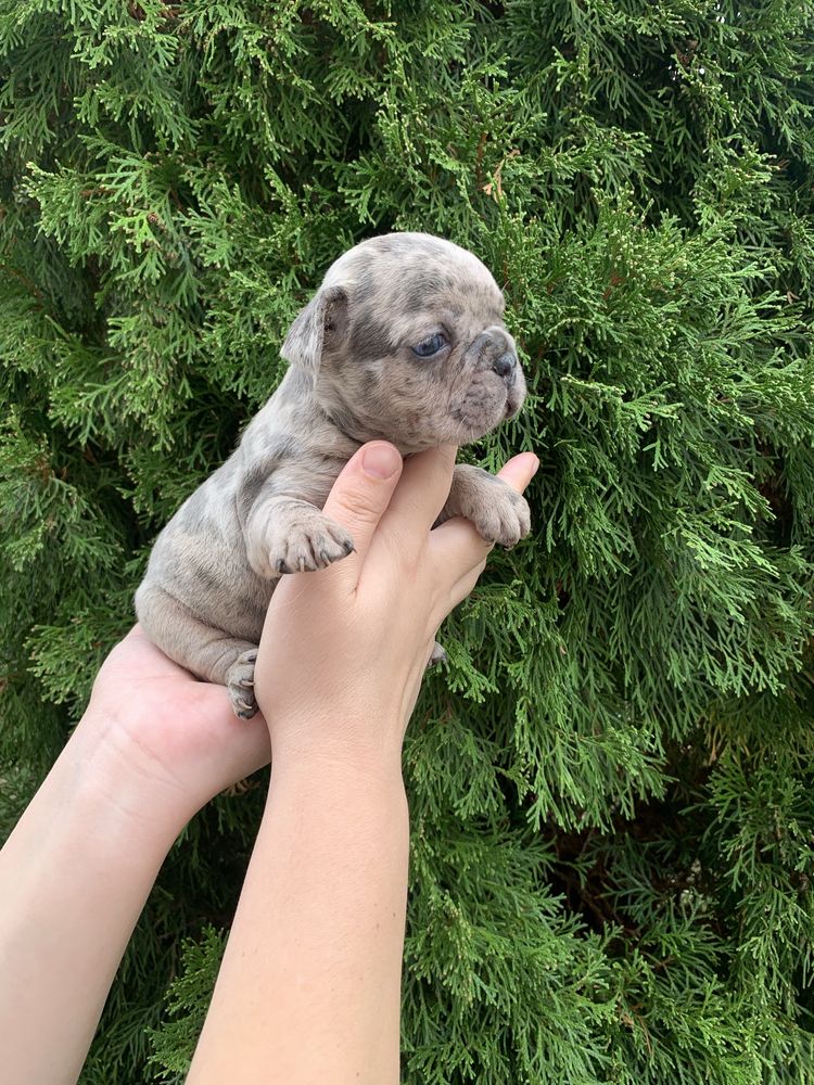 Френски Булдог French Bulldog