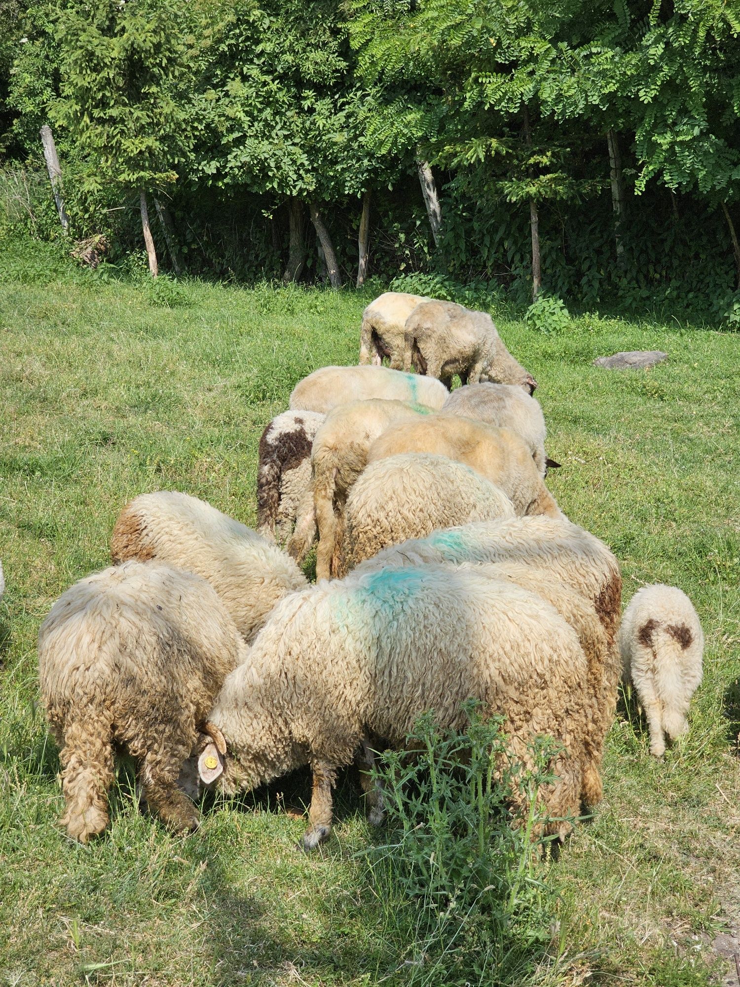 Vând miei intre 20 si 35 de kg