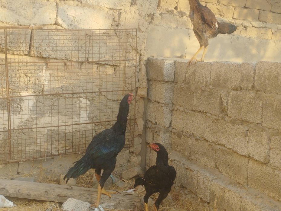 Dakan xoʻrozlar sotiladi