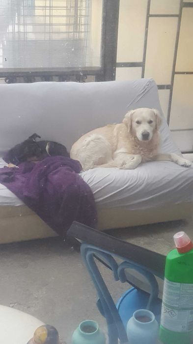Plimbare caini, ingrijire pisicute - pet sitter