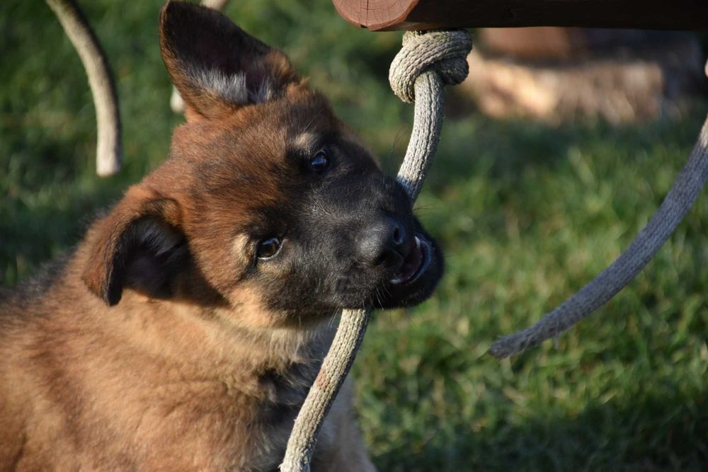 Ciobănesc German cu pedigree