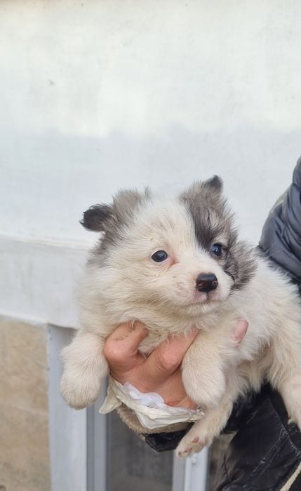 Кученца Немски шпиц!