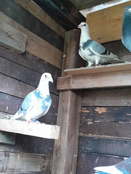 Porumbei voiajori baltati