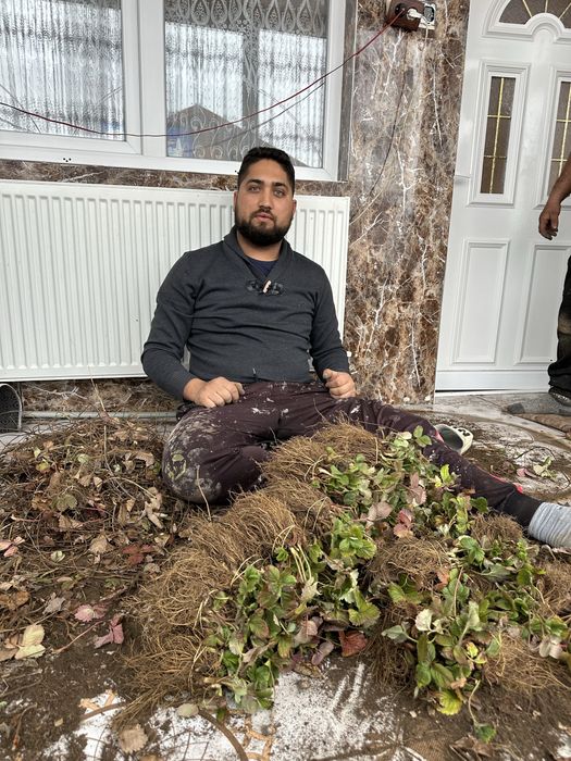 Предлагам висококачествен разсд ягоди