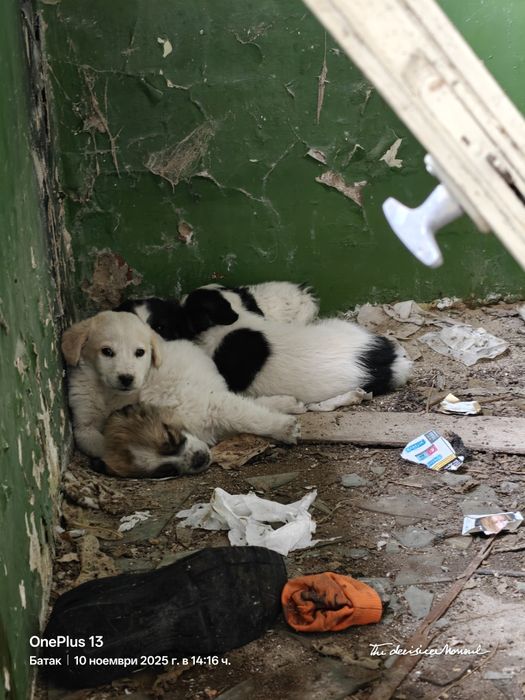 Кученце - Подарява се