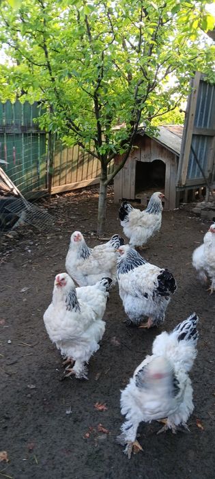 Disponibil gaini 2+1 Brahma Hd