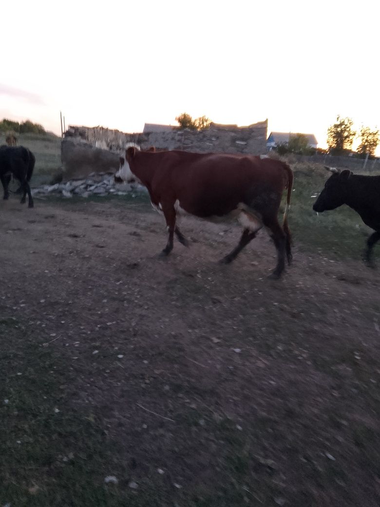 Продам дойнную корову