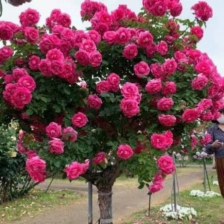 Trandafir Pomișor (Diferite Culori )