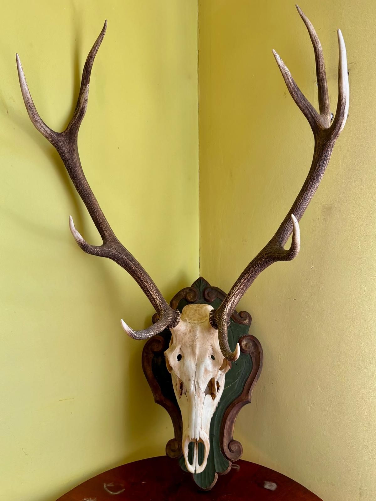 Trofee de vânătoare cerb