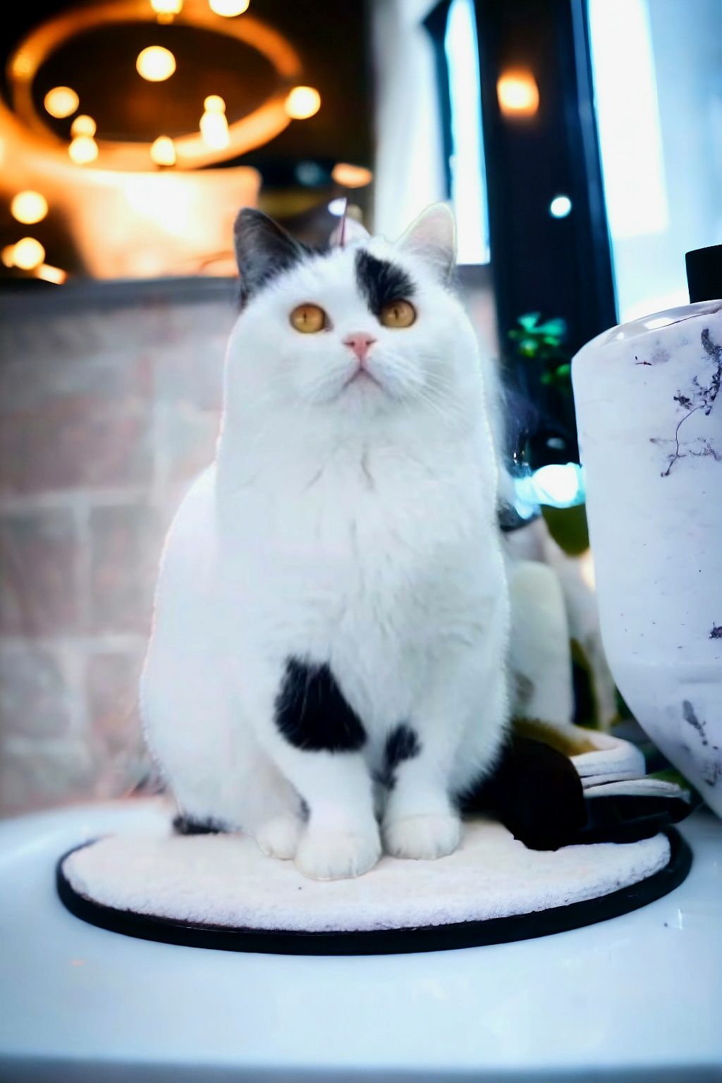 Pisica British Shorthair