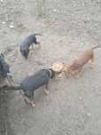 Spre DONARE Jack Terrier