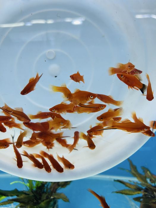 Меченосец сотилади