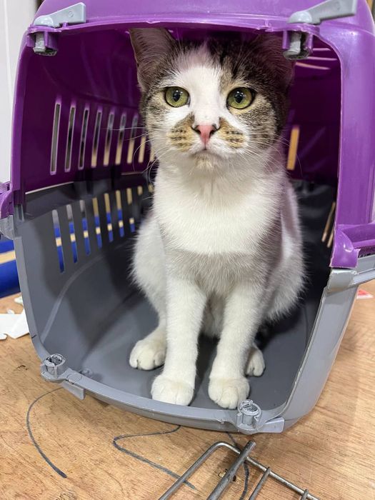 Отдаются в добрые руки мальчик и девочка