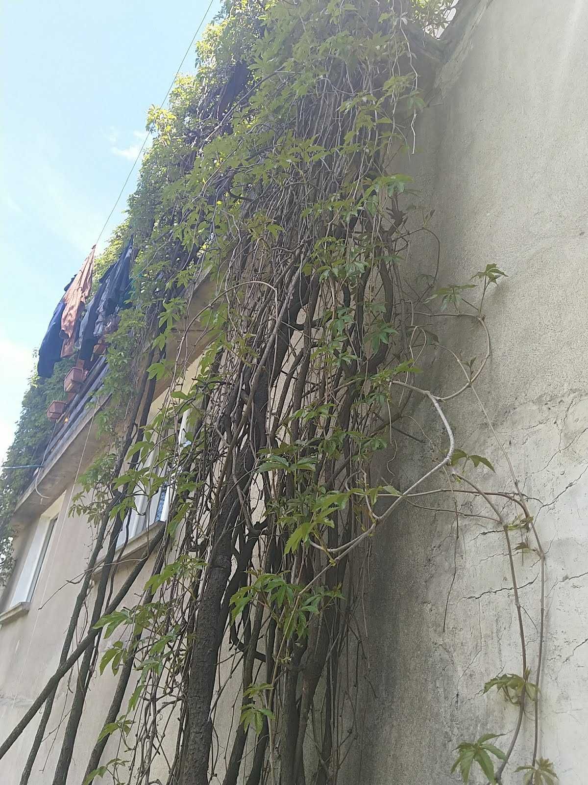 Продавам растения Дива лоза (Parthenocissus quinquefolia)