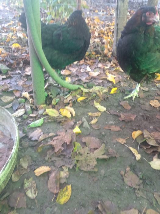 De vânzare gaini marans negru arămiu