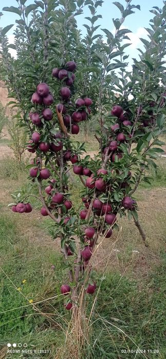 Mevaliy koʻchatlar ishonchliy