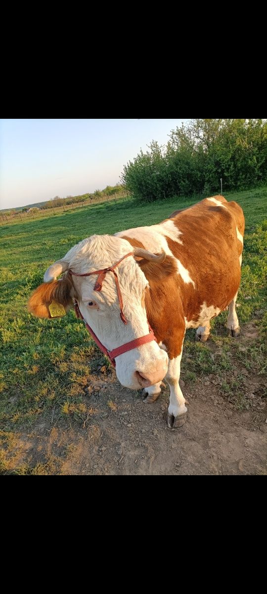 Vând vacă Bălțata românească