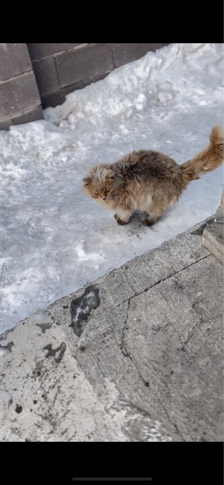 Потерялся кот, вознаграждение