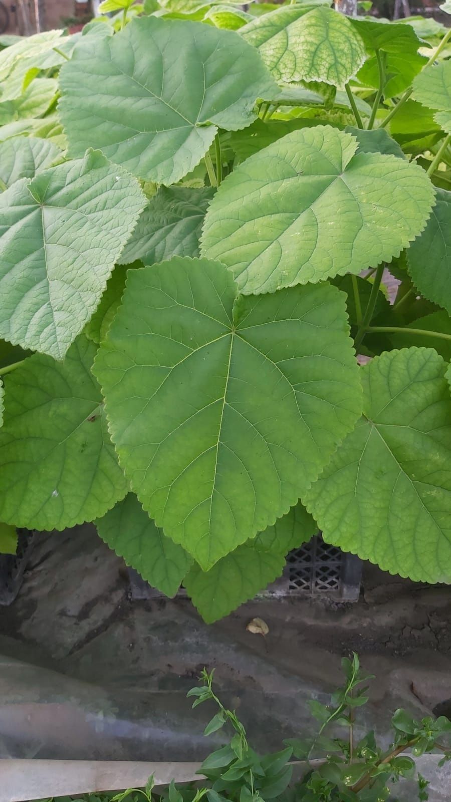 Paulownia tomentosa la ghiveci