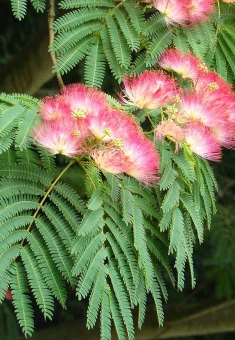 Albitia (Arborele De Matase )