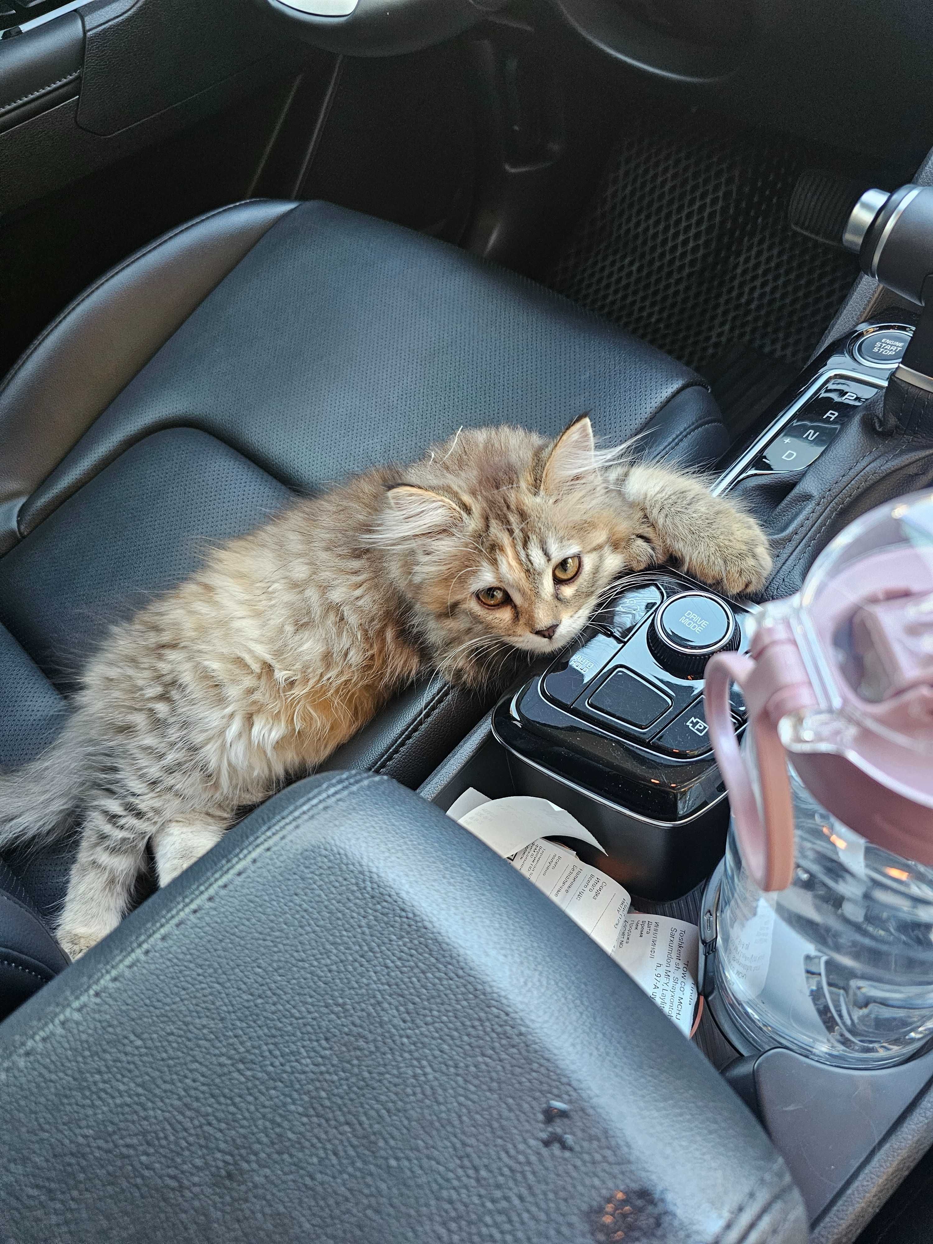 Котенок 3 месяца девочка