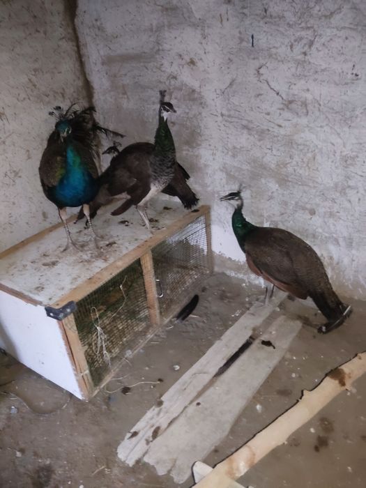 Tovuslar arzon narhda sotiladi