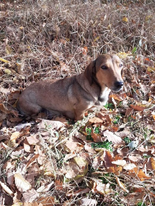 Dau spre adoptie femela tekel oradea