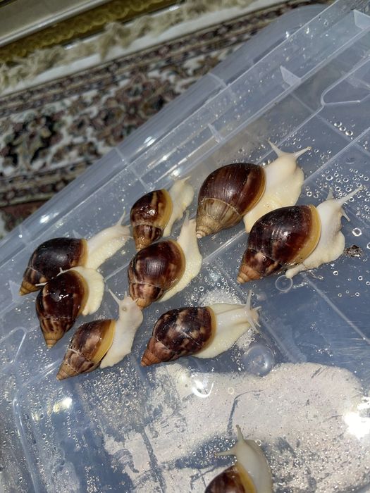 Axatina fulika Albinos