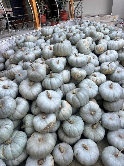 Vand dovleac placintar