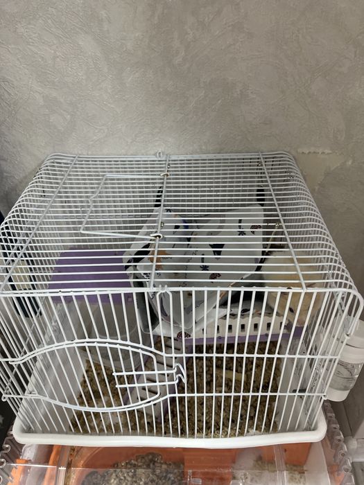 Хомяк с клеткой