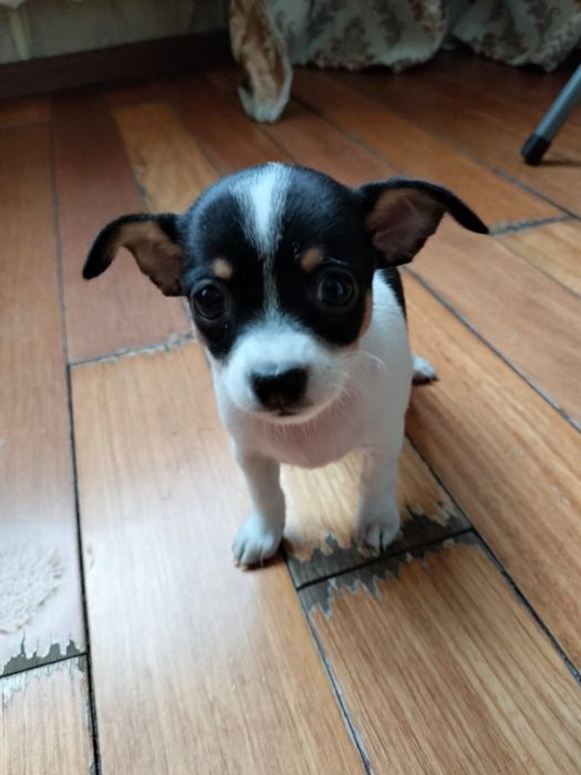 Продаю щенков Чихуахуа