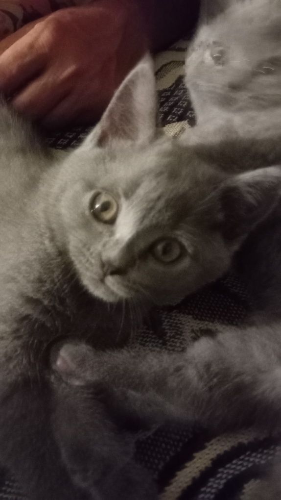 British shorthair