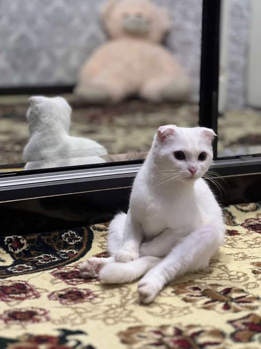 zotli mushu sotiladi qarashga odam yoligi sabab