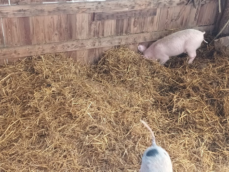 Прасенца около 20 кг