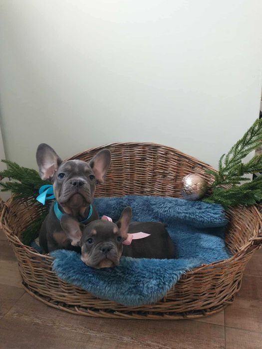 Френски булдог Френски булдог